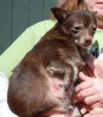 4/01/13 Grafton WV - Taylor Co Humane Society Needs Rescue Help For Shelter Animals. " We are very