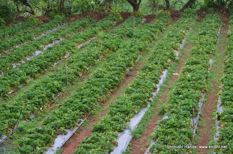 Mahabaleshwar Strawberry Farm Free Visit eNidhi India Travel Blog