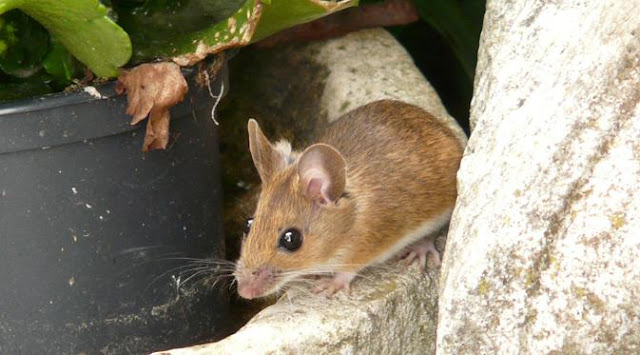 Tips Sederhana, Ampuh, Aman, Mudah, dan Murah, Bebaskan Rumah Anda dari Semut, Tikus, Kecoa Serta Kutu Busuk Tips Sederhana, Ampuh, Aman, Mudah, dan Murah, Bebaskan Rumah Anda dari Semut, Tikus, Kecoa Serta Kutu Busuk