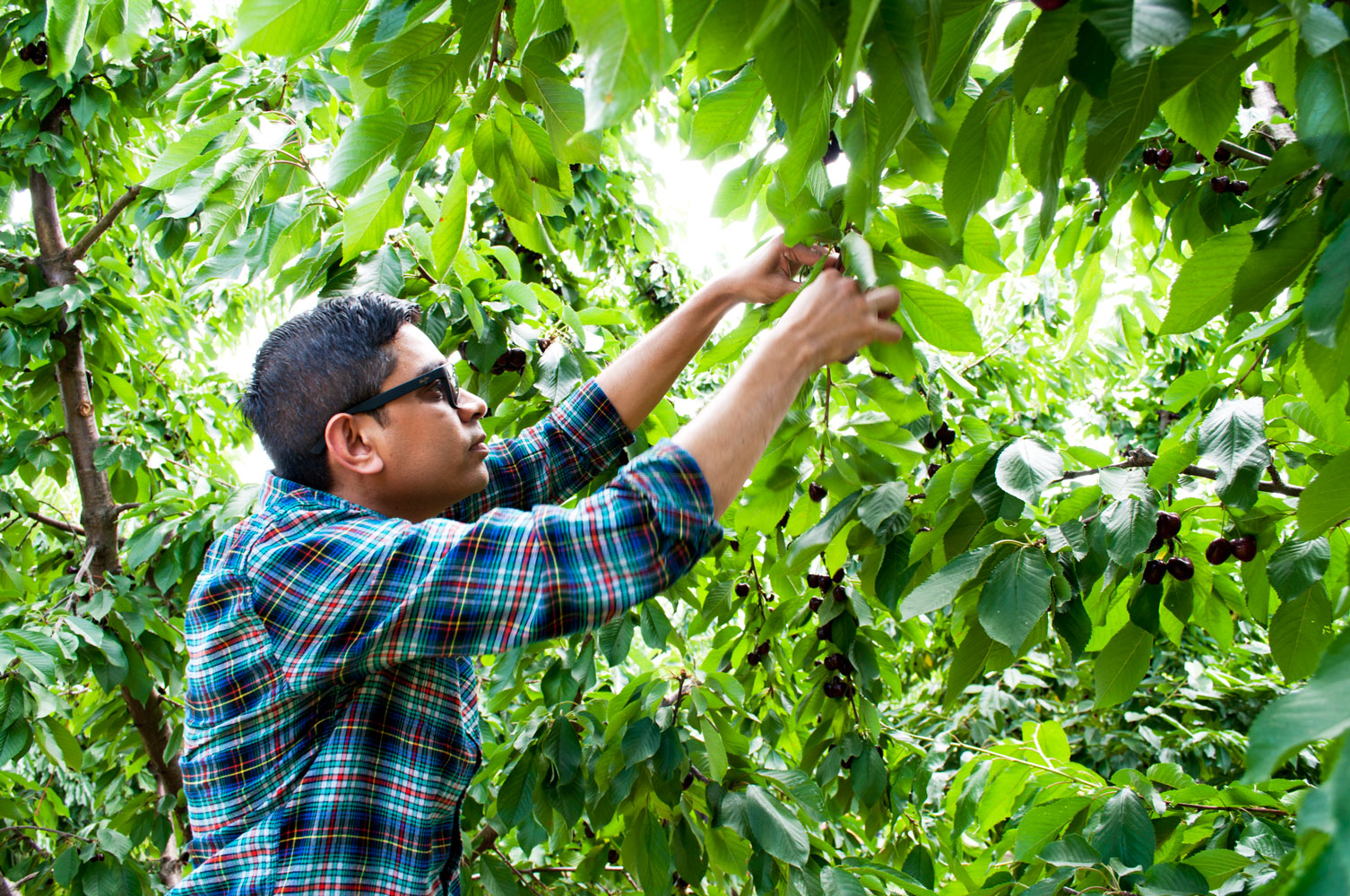 Cherry Upick in Yakima Valley near Seattle