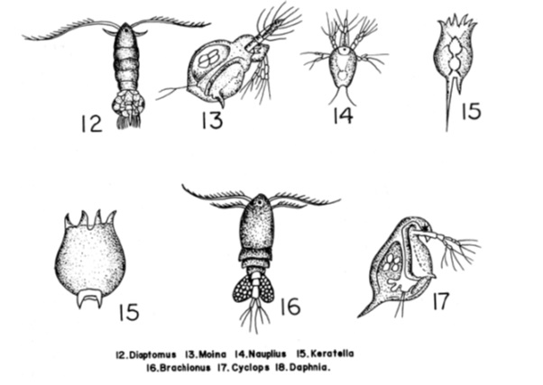 Науплиус личинка