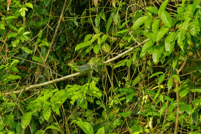 Tortuguero National Park