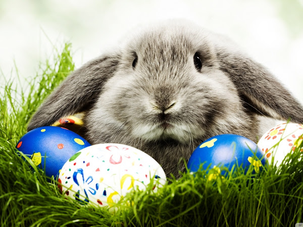 Happy Easter <img src="https://pic.sopili.net/pub/emoji/twitter/2/72x72/1f430.png" width=20 height=20>