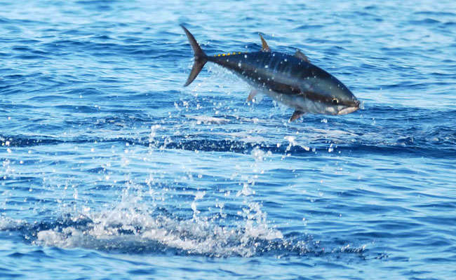 Tuna sirip biru Atlantik