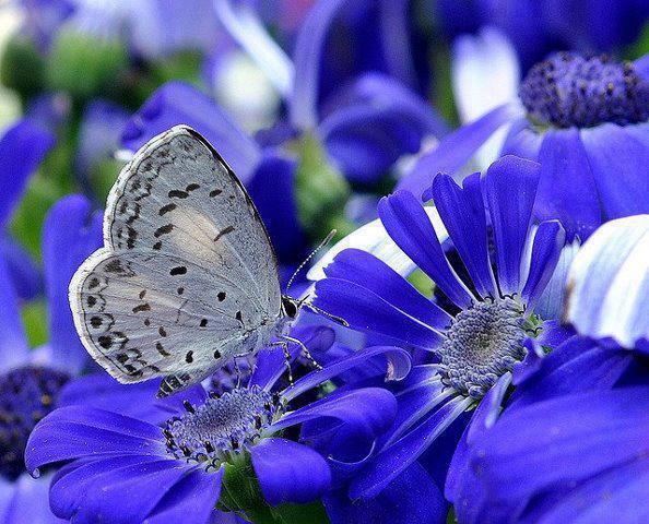 I Love Butterfly - Animal Poem