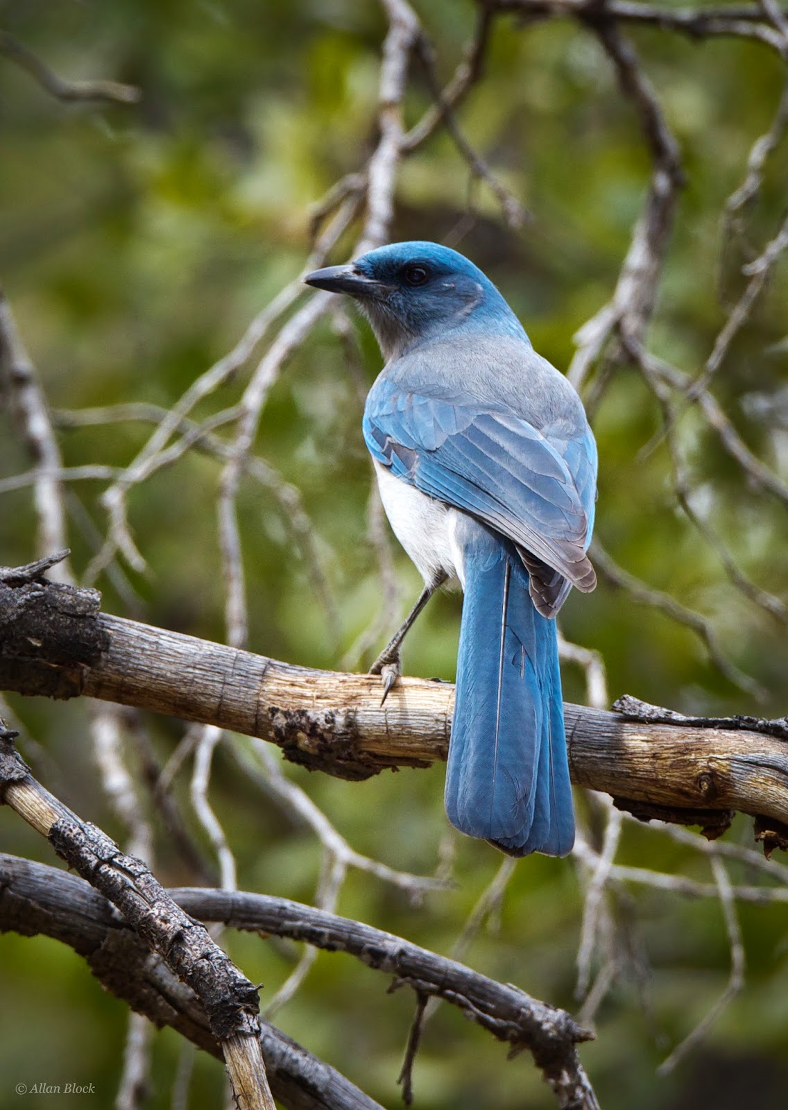Feather Tailed Stories: Mexican Jay