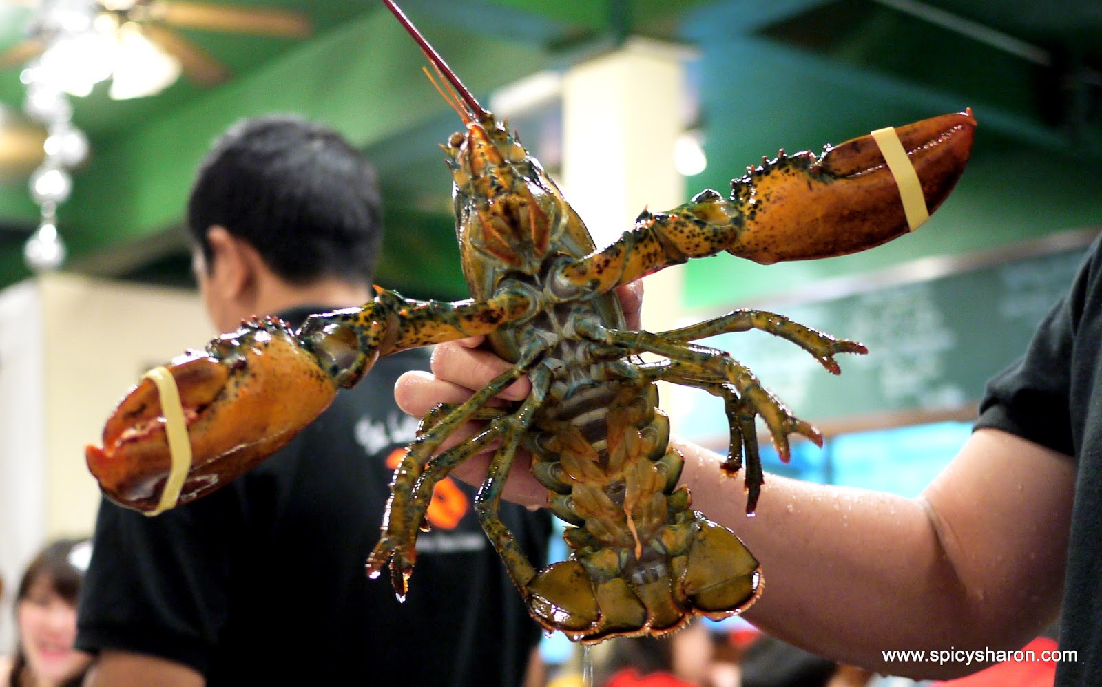 Lobsterman SS2 PJ Way Below Expectation. Spicy Sharon A