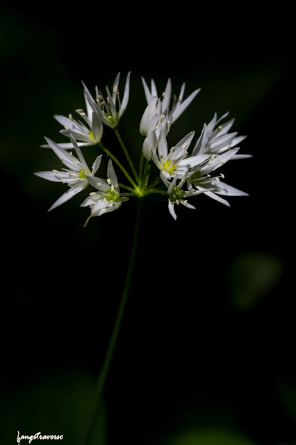 flore des alpes, flowers, ail des ours, fleurs des alpes, fleur, nature