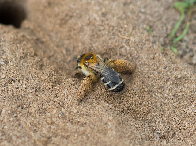 Pantaloon Bee - Minsmere RSPB