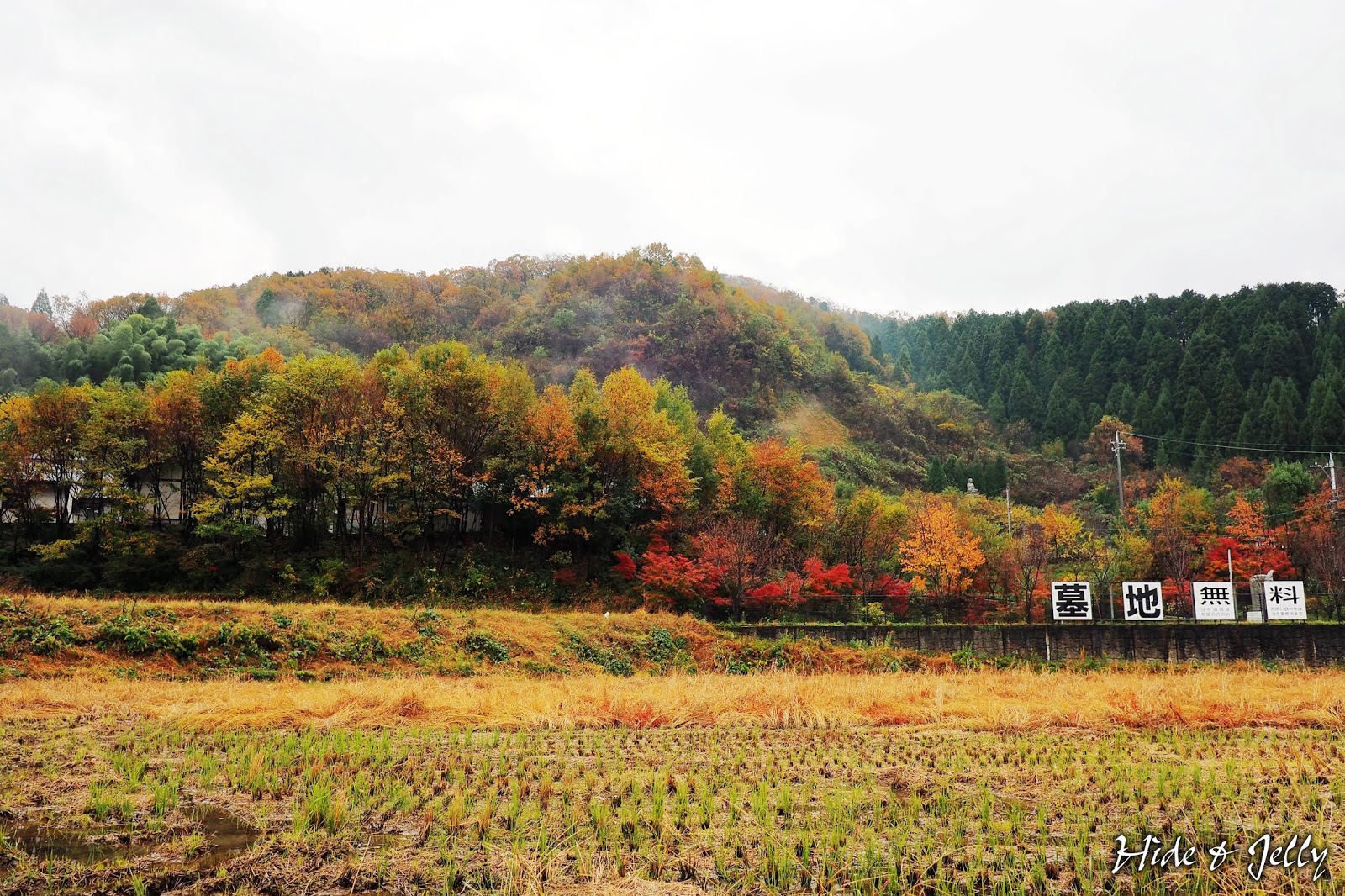 Hide Jelly 17北陸楓葉季day5 福井 最接近天國的貓咪聖地 御誕生寺