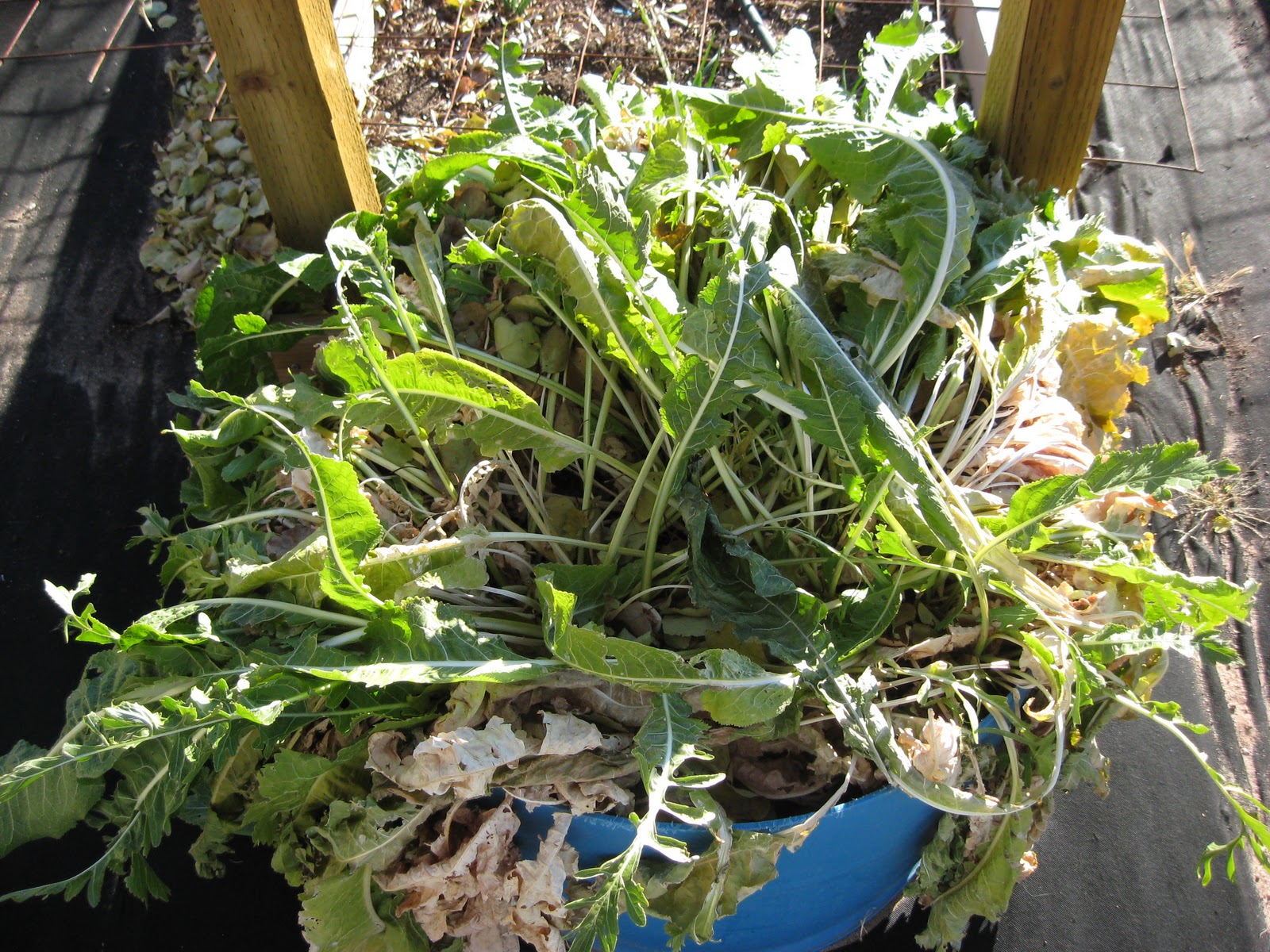 Dusty River Gardens Harvesting Horseradish Grown in Barrels
