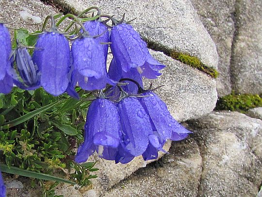 Dzwonek drobny (Campanula cochleariifolia). Dzwonek drobny (Campanula cochleariifolia).