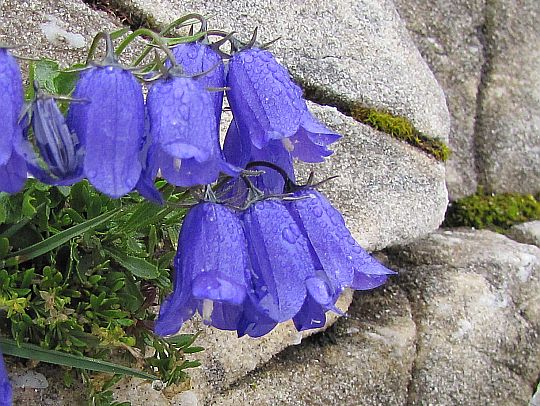 Dzwonek drobny (Campanula cochleariifolia).