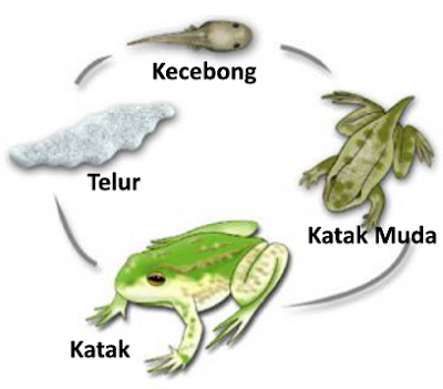 Metamorfosis Katak atau Kodok | Adhitya Nugraha Novianta