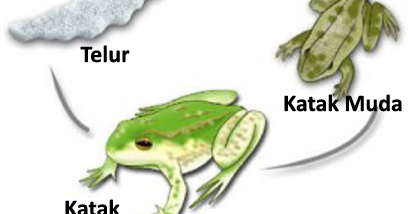 waktu metamorfosis katak waktu metamorfosis katak