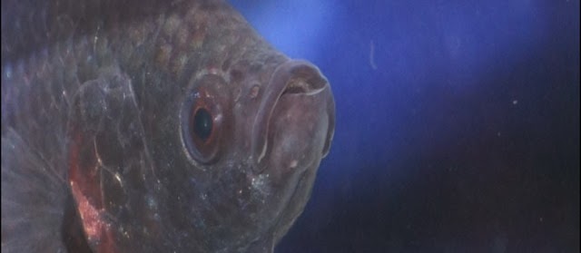Gambar Gigi Ikan Cupang Aduan Super Terganas dan Termahal