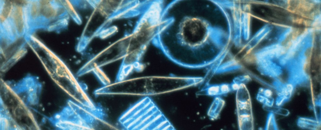 باحثون يتوصلون لطحالب مُهندسة جينيًا لمحاربة السرطان