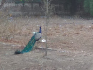 Peacock sitting in a dry area at Sanganer dadabadi sanctuary Peacock sitting in a dry area at Sanganer dadabadi sanctuary
