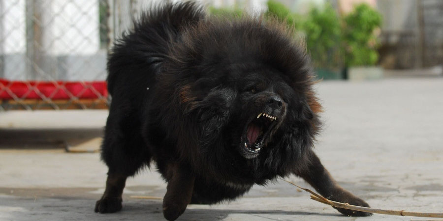 Ras Anjing Tibetan Mastiff Sudah Tidak Boming Lagi Bahkan Menjadi