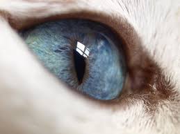 Cats Color Blind