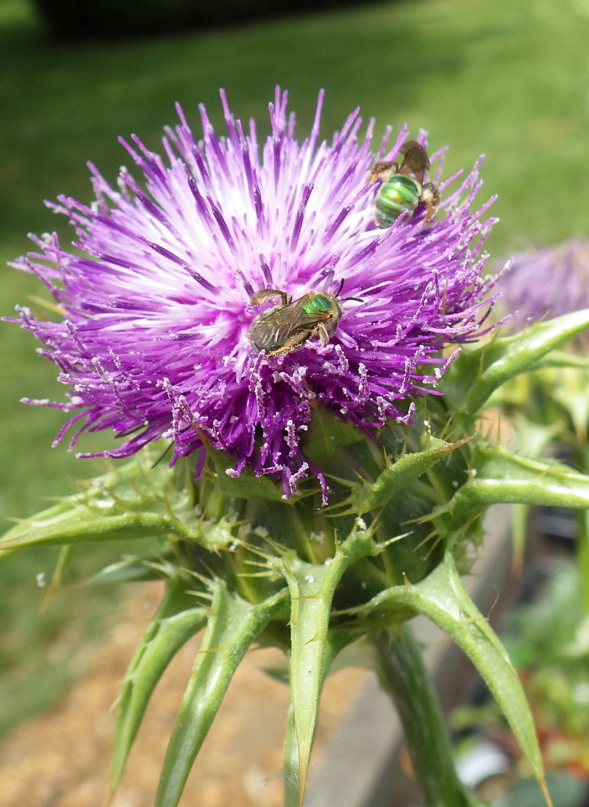 Victory Gardens for Bees It's Time to Get Your Garden In! Plant