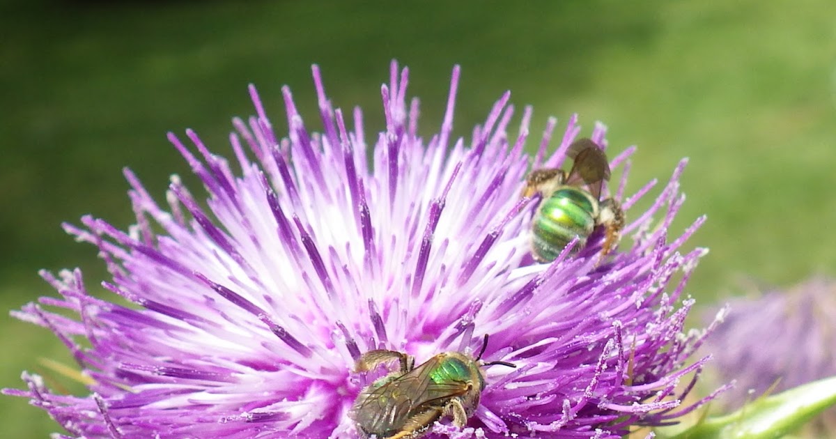 Victory Gardens for Bees It's Time to Get Your Garden In! Plant
