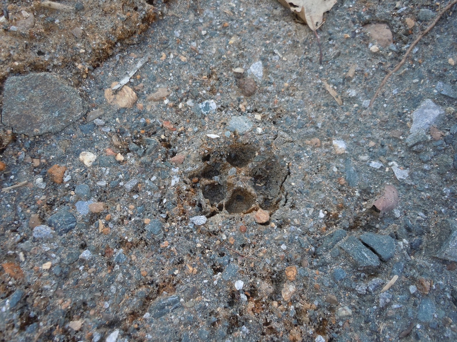 Groundhog Tracks In Mud