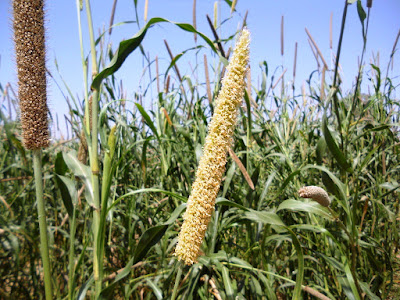 Millets for health and food sustainability
