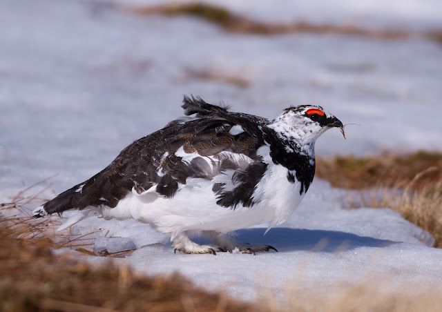 Ptarmigan, Cairngorms