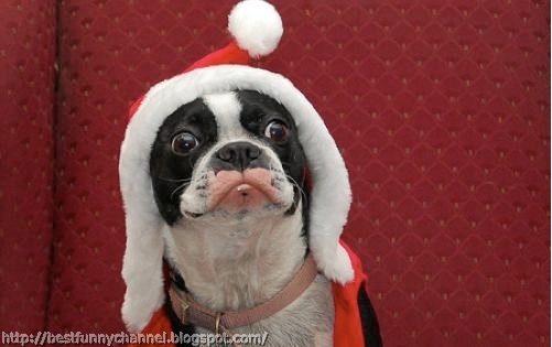 Very funny Christmas dog.