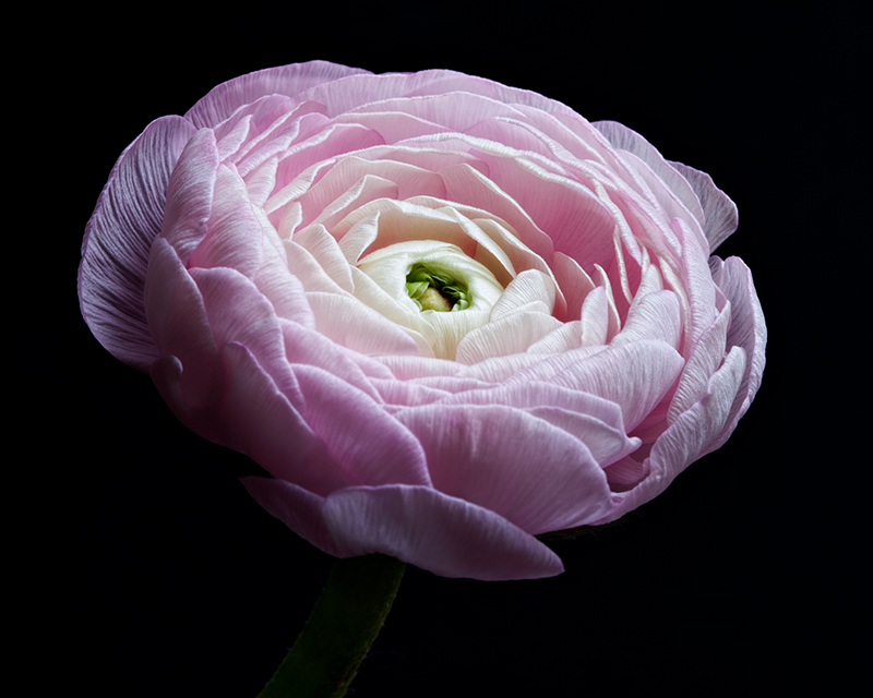 Nunta cu stil: Buchete de mireasa cu Ranunculus