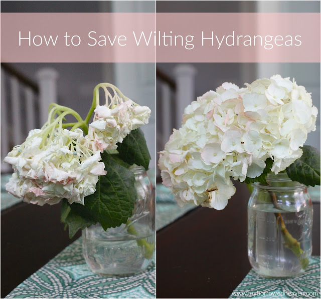 borrowed heaven How To Save Wilting Hydrangeas