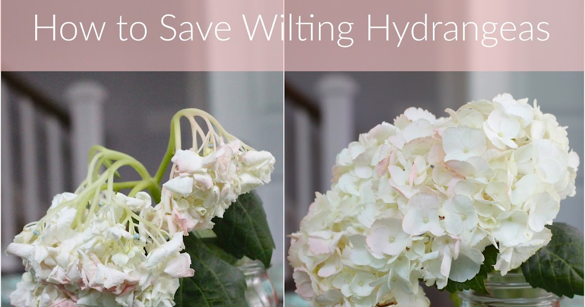 borrowed heaven How To Save Wilting Hydrangeas
