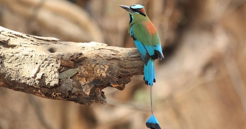 Apuntes y postales: Crónica: El momoto cejiceleste