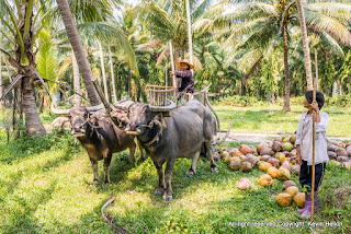 Bullock cart used for collecting coconuts