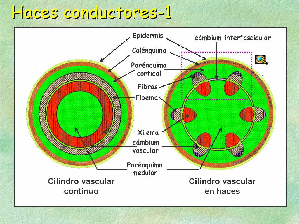 i-natura: PODA DEL CEREZO