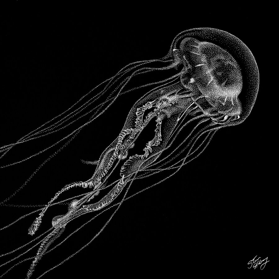 03-Jellyfish-Steve-Habersang-www-designstack-co