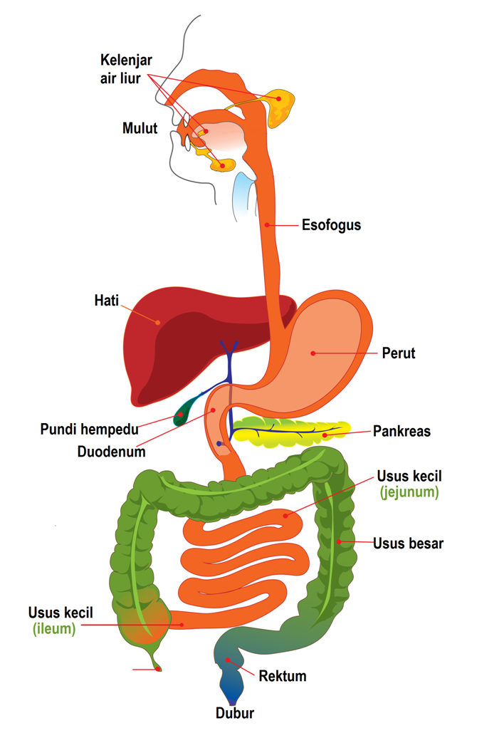 View Gambar Sistem Pencernaan Manusia Kelas 5 Images