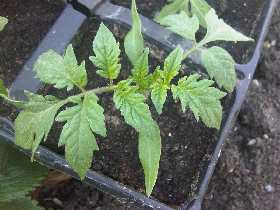 Utah Seed Exchange Tomato Picture of regular and Potato Leaves