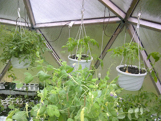 Alex's Geodesic Dome Greenhouse