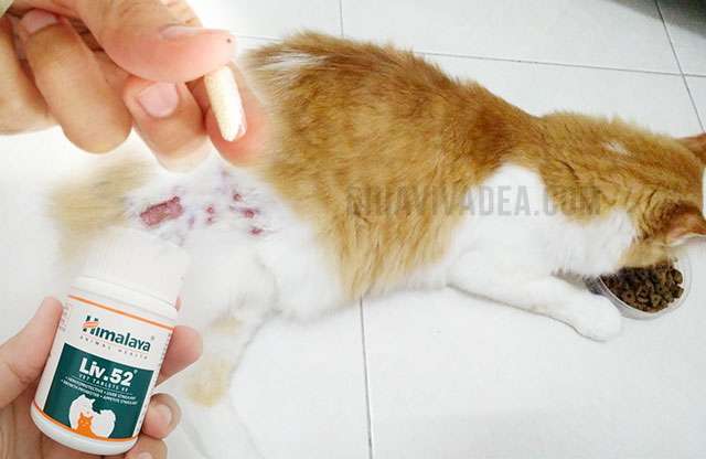 Kos Rawat Kucing Sporo Guna Ubat Antifungus Dan LIV52 Murah Jer 2