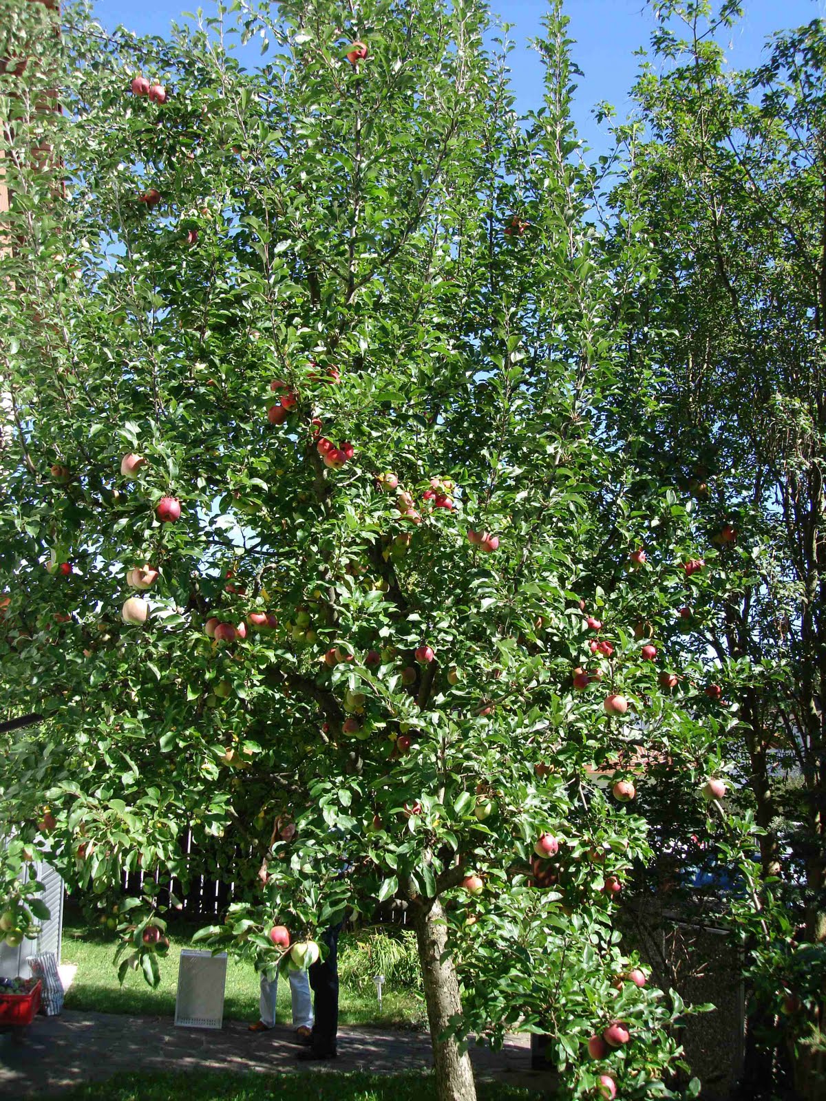 bushcooks kitchen: Apfel-Meerrettich