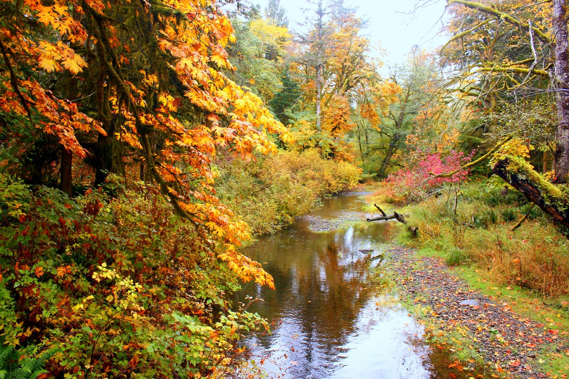Keith Nicol Adventures Fall hiking along Black Creek at Miracle Beach