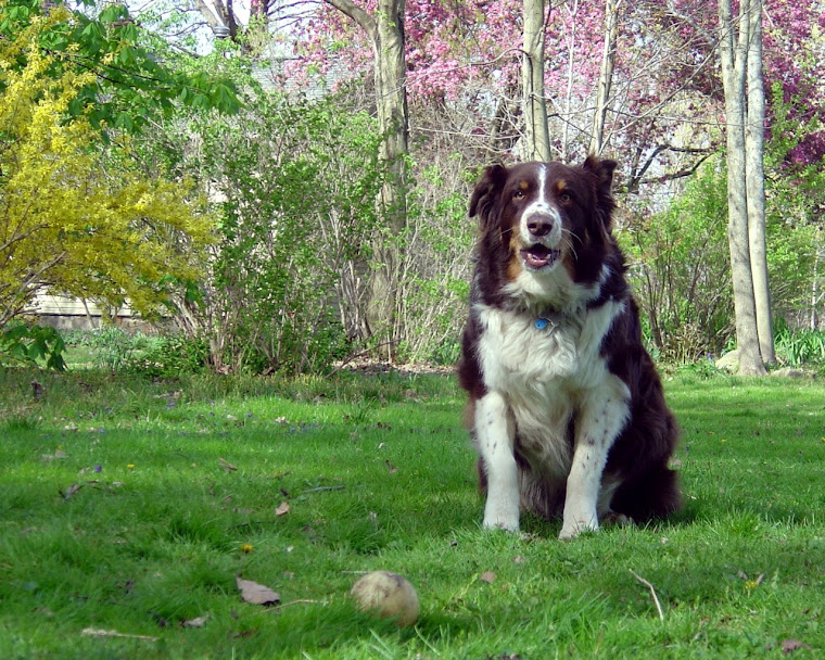 Australian Sheperd