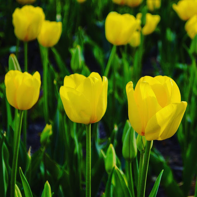 Hình ảnh hoa Tulip vàng & Ý nghĩa của hoa Tulip màu vàng là gi?