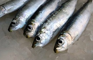 gavros-anchovy gavros-anchovy