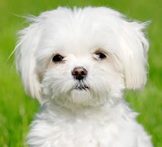 bichon maltes adulto perro maltes grande