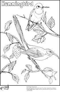 hummingbird coloring pages