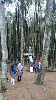 Piknik di hutan Pinus Mangunan