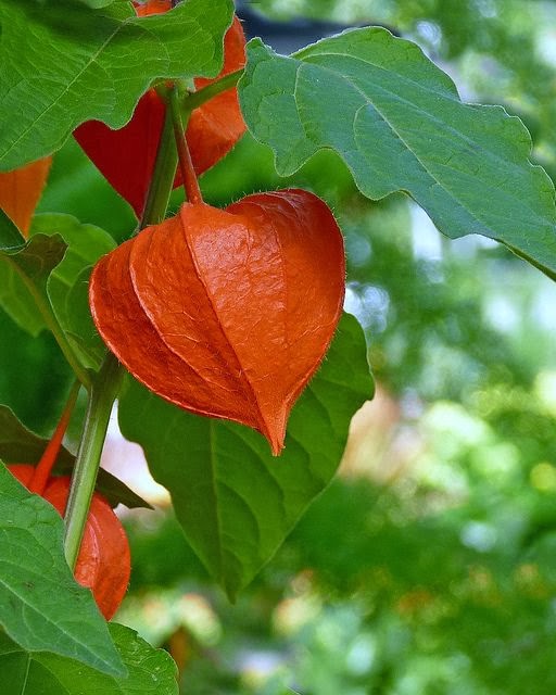 Xing Fu: CHINESE LANTERN FLOWERS